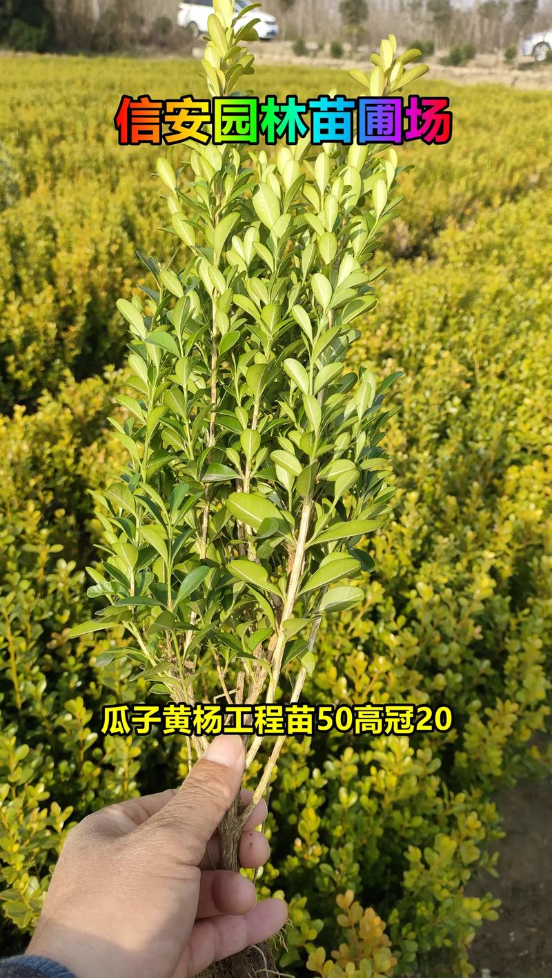 大叶黄杨树苗多少钱一棵?2026年最新价格区间与影响因素详解 常见操作误区与规避