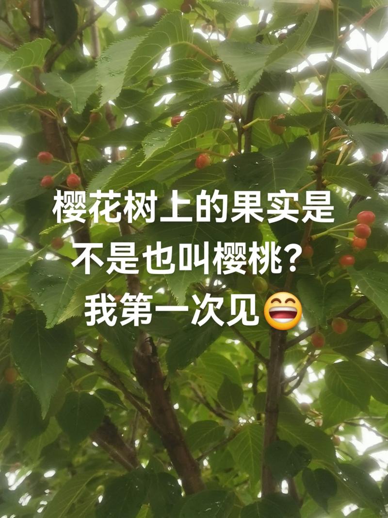 樱花和樱桃有什么关系吗?买苗前必须弄懂的植物学真相 樱花和樱桃有什么关系吗?买苗前必须弄懂的植物学真相
