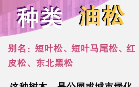 松树（油脂）在园林中的应用与养护管理全攻略