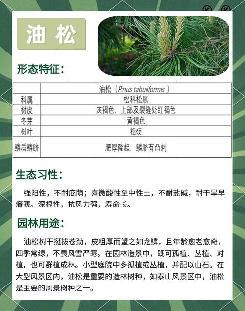 松树(油脂)在园林中的应用与养护管理全攻略 移栽技术要点(含松脂应用)