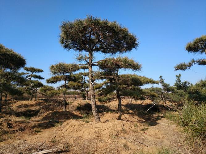 松树(油脂)在园林中的应用与养护管理全攻略 支撑固定系统方案