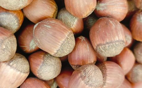 大榛子的功效与作用：营养解析与食用指南