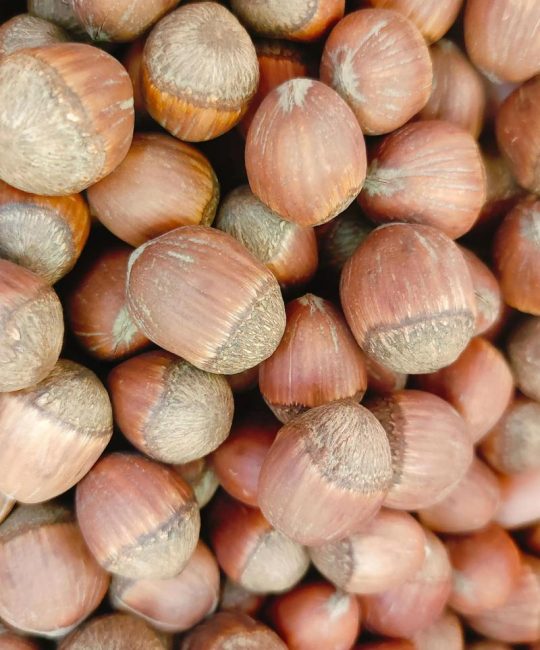 大榛子的功效与作用：营养解析与食用指南