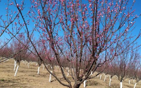 梅花树苗什么时候种植最好？最佳时间与成活率提升指南