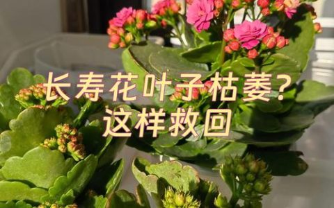 刚栽的长寿花叶子发黄怎么办？原因排查与解决办法
