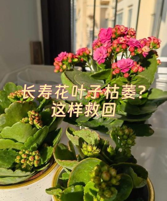刚栽的长寿花叶子发黄怎么办？原因排查与解决办法