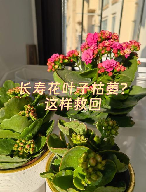 刚栽的长寿花叶子发黄怎么办?原因排查与解决办法 刚栽的长寿花叶子发黄?常见原因逐条分析