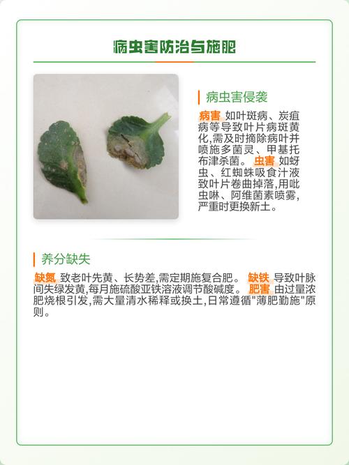 刚栽的长寿花叶子发黄怎么办?原因排查与解决办法 分步排查清单(按顺序执行)