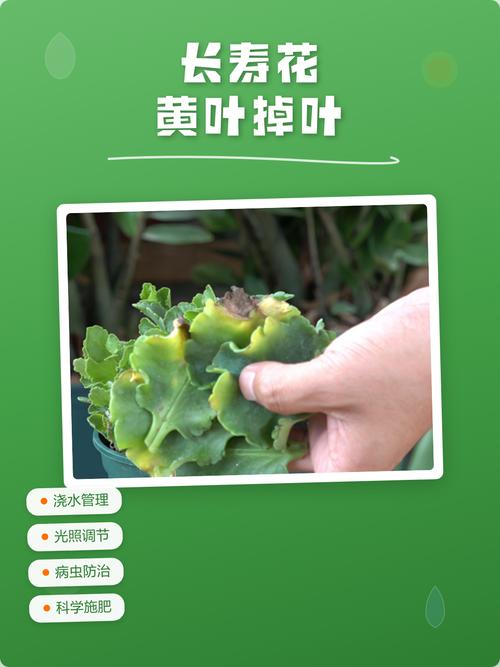 刚栽的长寿花叶子发黄怎么办?原因排查与解决办法 针对性处理办法(调整方式与操作参数)