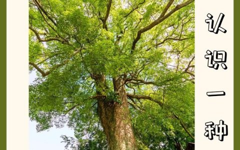樟树木材的实用价值：从家具到园林的全面解析