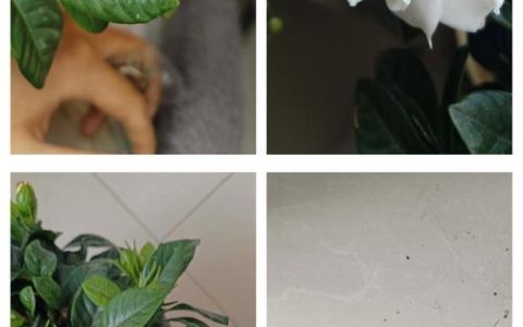 栀子花用晒太阳吗？光照需求与养护全攻略