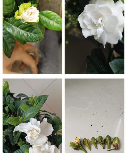 栀子花用晒太阳吗？光照需求与养护全攻略