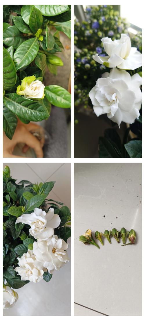 栀子花用晒太阳吗?光照需求与养护全攻略 栀子花用晒太阳吗?光照需求与养护全攻略