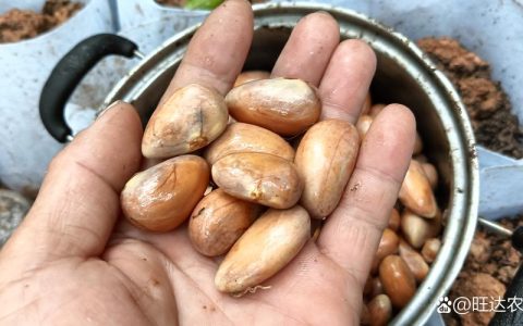 菠萝蜜的籽能种吗？手把手教你从种子到盆栽的完整种植指南