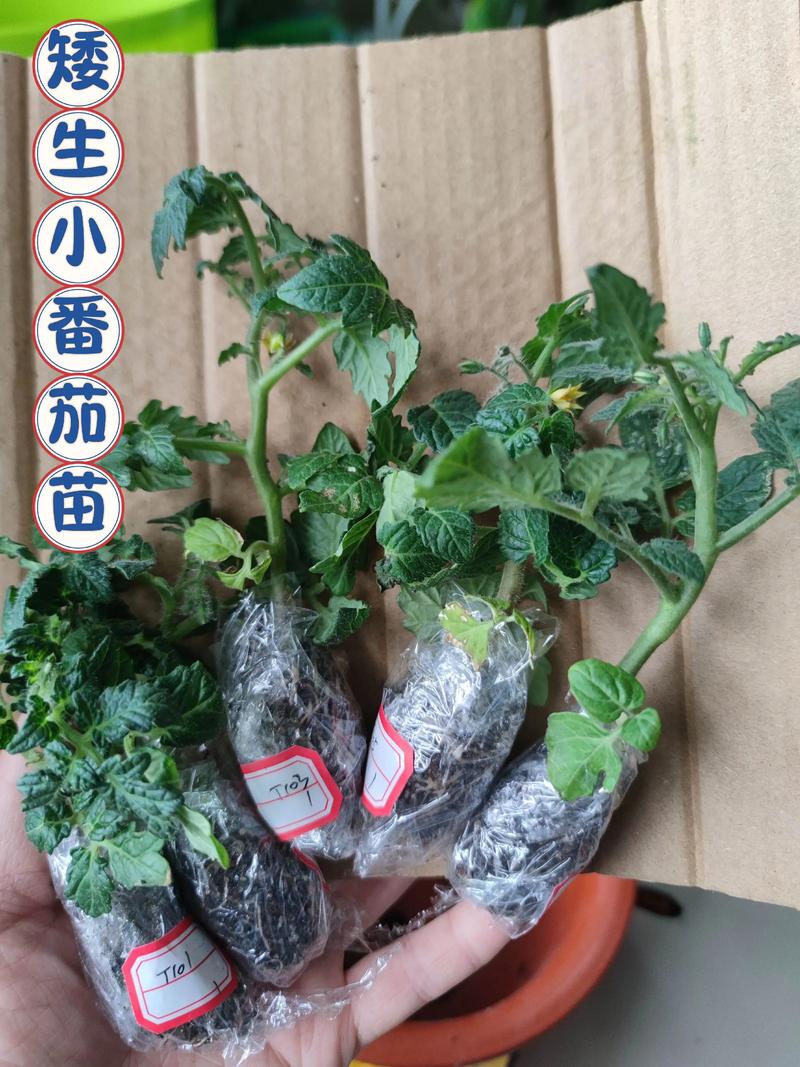 三、栽前处理：炼苗+修剪，一个都不能少