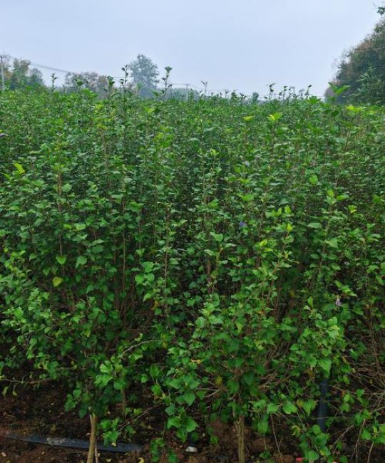 木槿花几月份开花？从5月到10月的养护全攻略