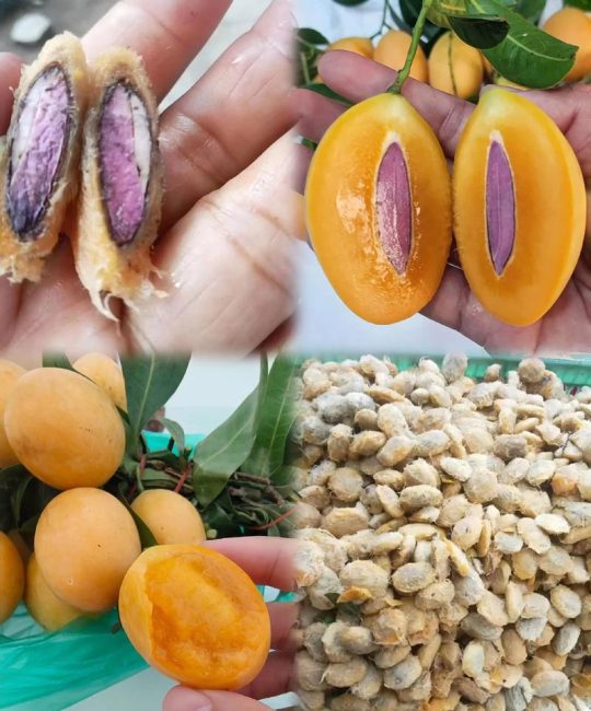 自己吃的枇杷种子可以种吗？实生苗种植全攻略与结果年限分析