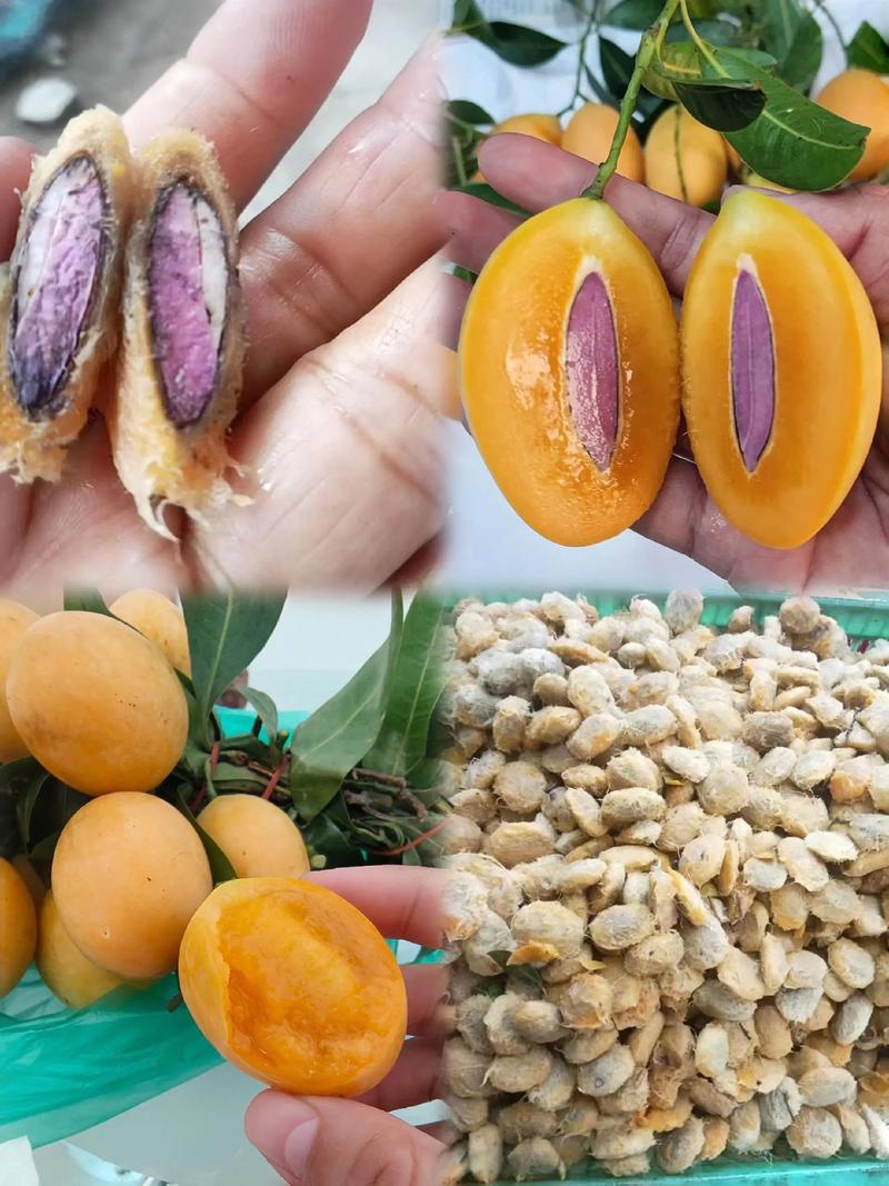 自己吃的枇杷种子可以种吗?实生苗种植全攻略与结果年限分析 自己吃的枇杷种子可以种吗?实生苗种植全攻略与结果年限分析