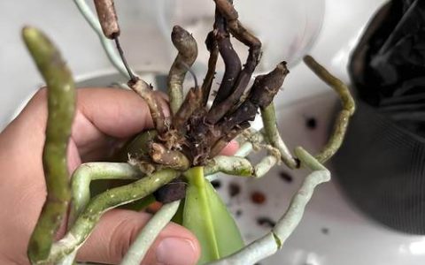 蝴蝶兰烂根最简单的处理方法：3步挽救枯萎兰花