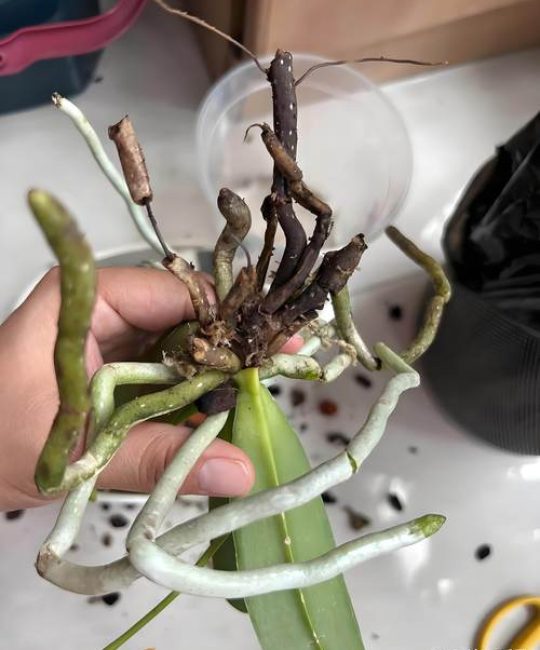 蝴蝶兰烂根最简单的处理方法：3步挽救枯萎兰花