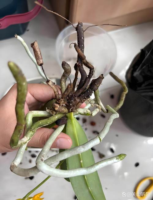 蝴蝶兰烂根最简单的处理方法:3步挽救枯萎兰花 蝴蝶兰烂根最简单的处理方法:3步挽救枯萎兰花
