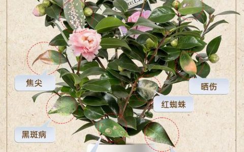 茶花可以水养吗？专业解答与正确养护指南，告别烂根与花期缩短