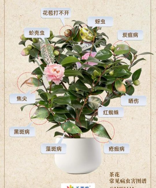 茶花可以水养吗？专业解答与正确养护指南，告别烂根与花期缩短