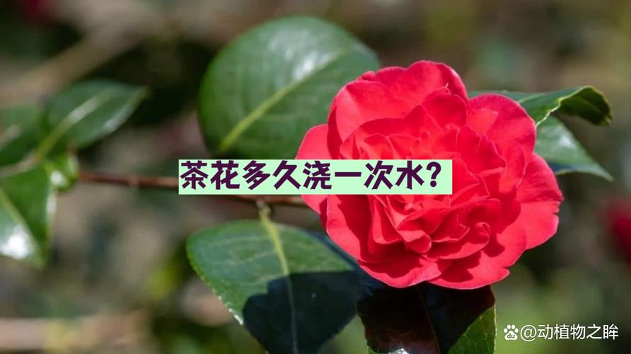 茶花可以水养吗?专业解答与正确养护指南,告别烂根与花期缩短 盆栽/地栽选择决策