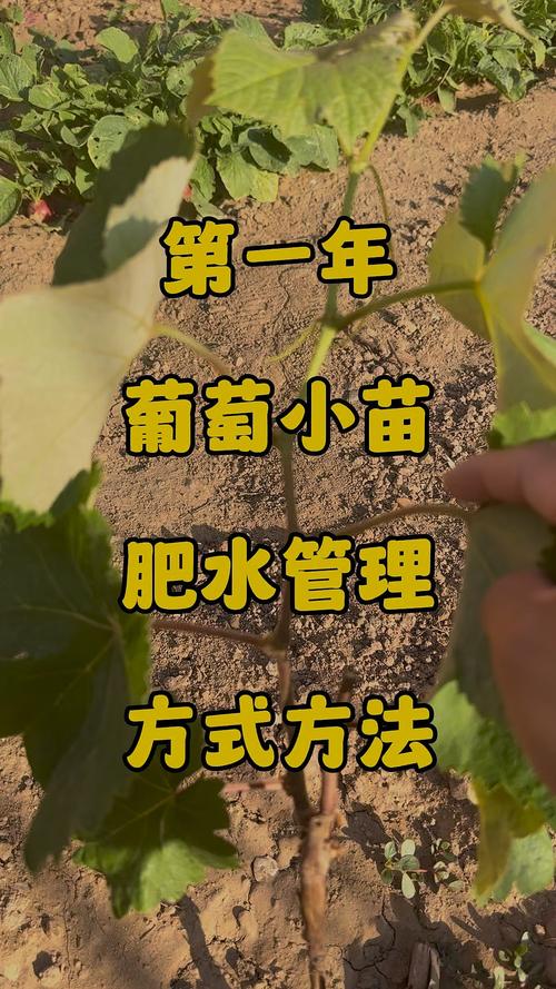 光照与温度：促进光合作用