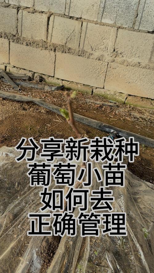 施肥策略：以磷钾为主，少施氮肥