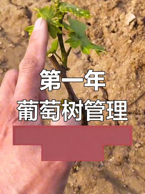 越冬防寒：确保安全过冬