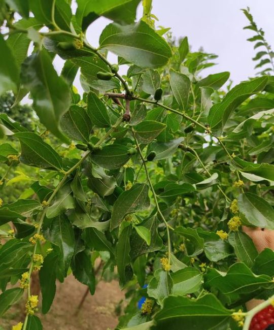 枣树开花期能不能浇水？科学浇水与施肥保花保果指南