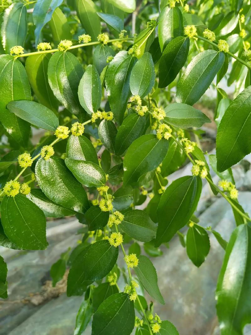 修剪管理