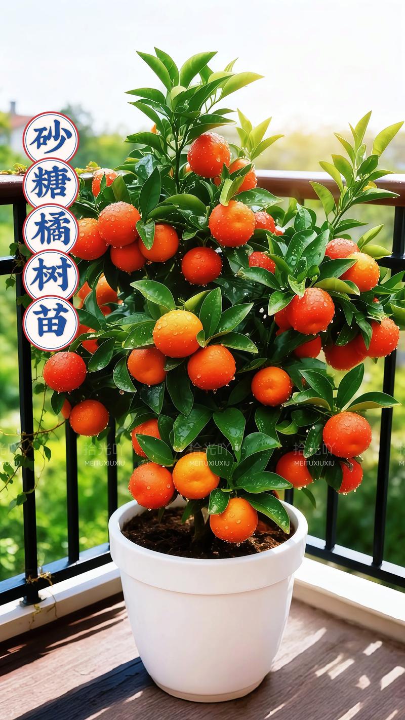 北方能种桔子吗?先说结论 一、适宜时间