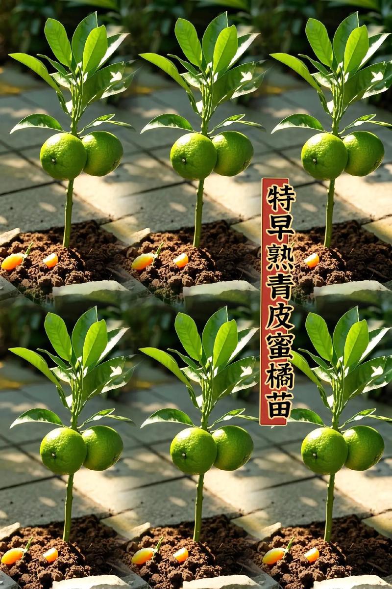 北方能种桔子吗?先说结论 三、栽前处理