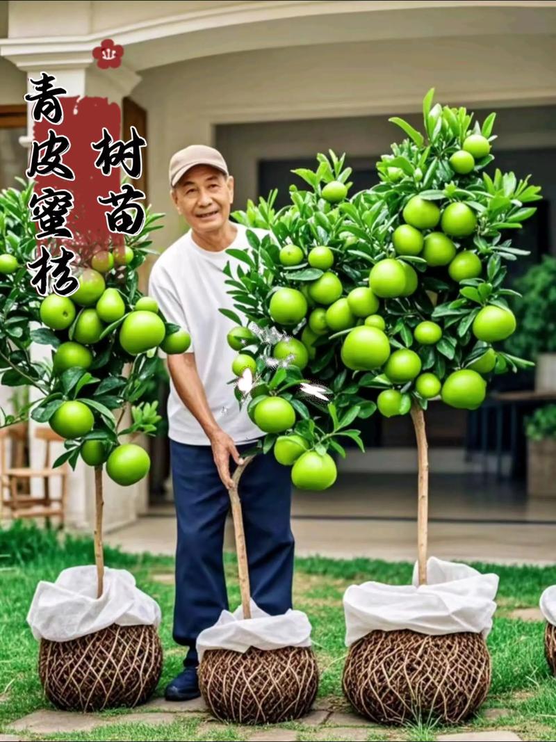 北方能种桔子吗?先说结论 六、缓苗管理