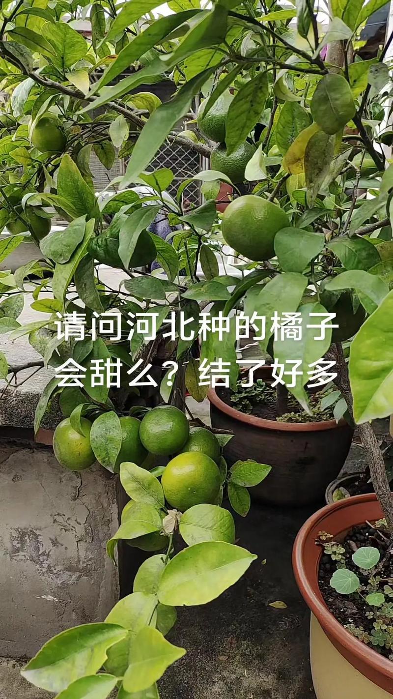北方能种桔子吗?先说结论 八、北方到底适不适合种?