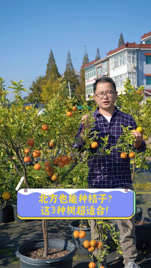 北方能种桔子吗?先说结论 七、成活注意事项