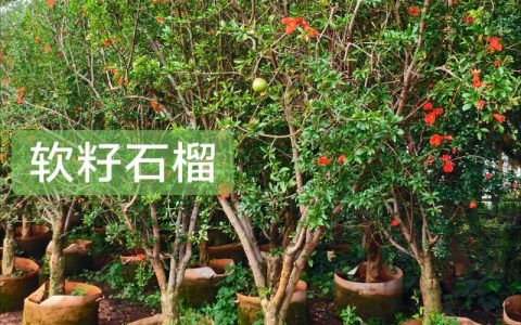 软籽石榴树多少钱？2026年价格区间与五大核心影响因素解析