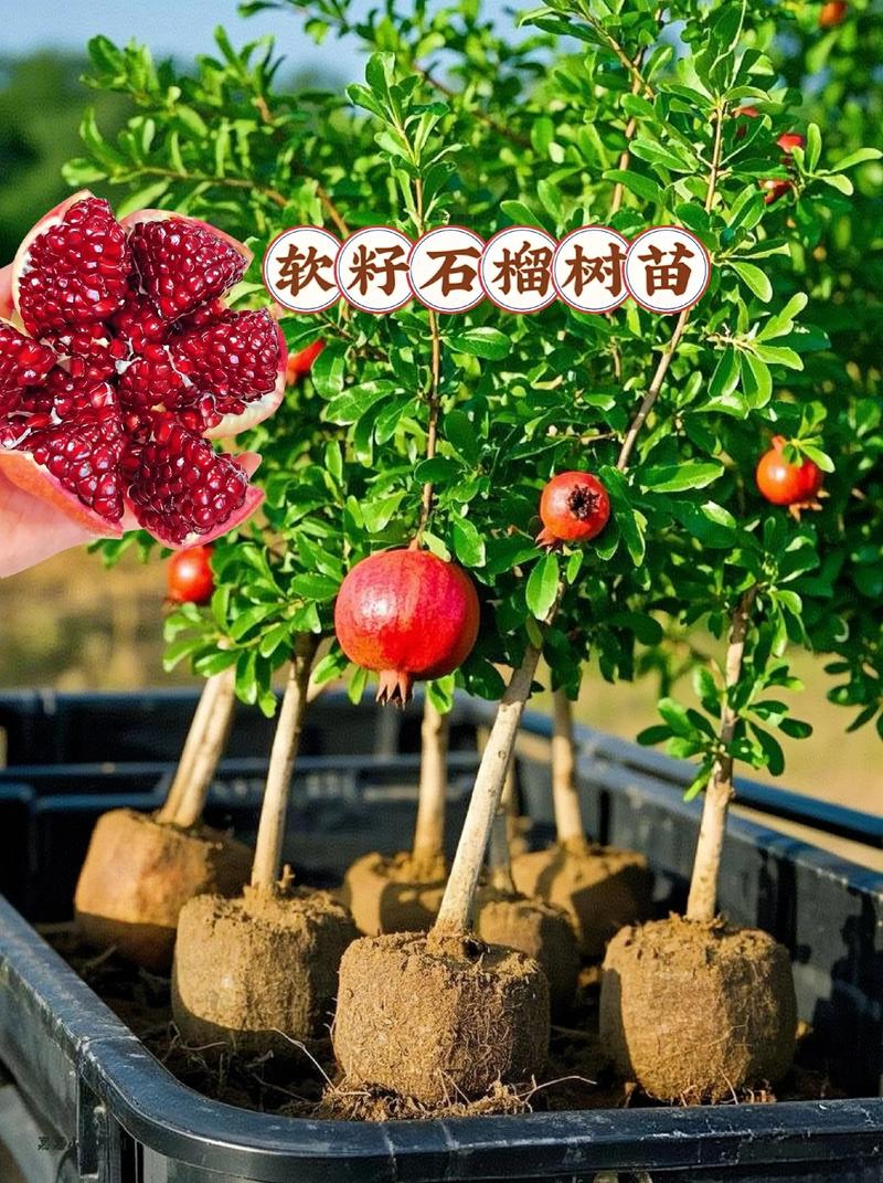 软籽石榴树多少钱?2026年价格区间与五大核心影响因素解析 季节因素让价格上下浮动30%