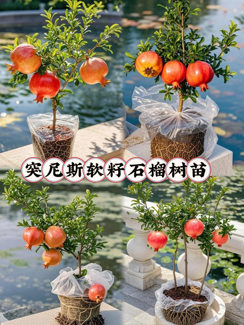软籽石榴树多少钱?2026年价格区间与五大核心影响因素解析 运输成本占最终支出的10%-30%