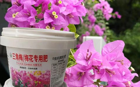 腊梅树施什么肥料？六个养护要点让花开更旺、树势更稳