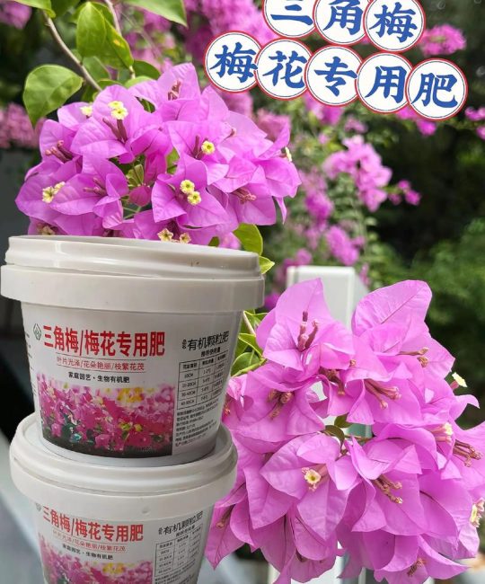 腊梅树施什么肥料？六个养护要点让花开更旺、树势更稳