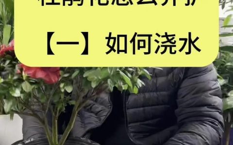杜鹃花长小飞虫怎么办？一文讲透原因与防治方法