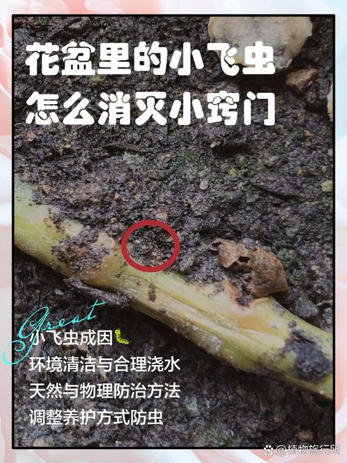 杜鹃花长小飞虫怎么办?一文讲透原因与防治方法 三、分步防治:从物理到化学,彻底根除