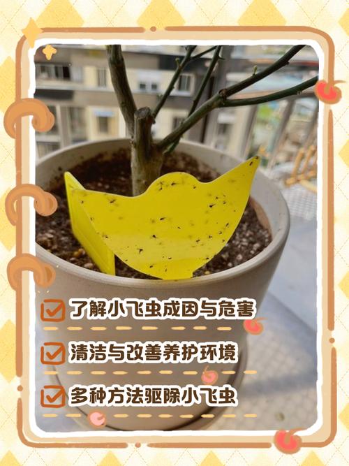 杜鹃花长小飞虫怎么办?一文讲透原因与防治方法 五、常见问题答疑