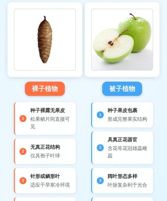 如何判断被子植物与裸子植物？园艺爱好者必知的分类技巧