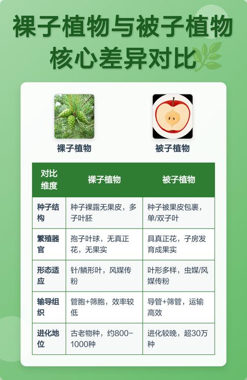 如何判断被子植物与裸子植物?园艺爱好者必知的分类技巧 2. 有无真正花朵与果实