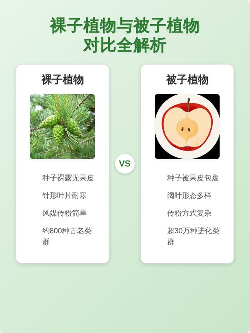 如何判断被子植物与裸子植物?园艺爱好者必知的分类技巧 5. 在园艺中的典型代表