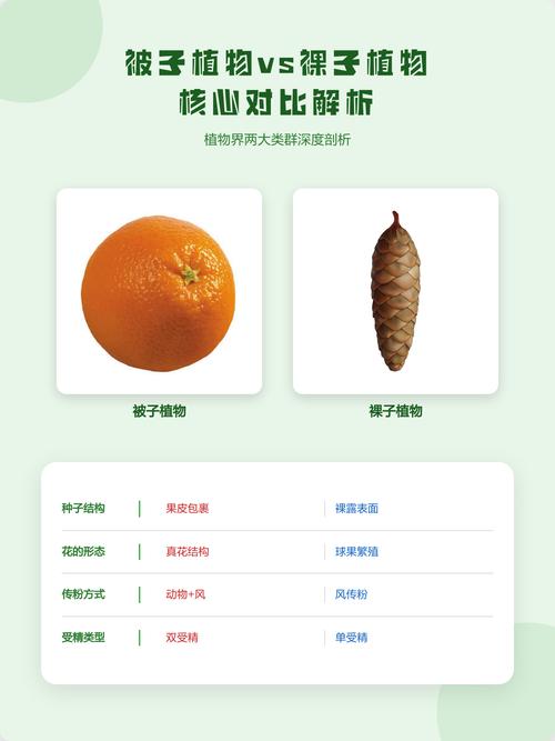 如何判断被子植物与裸子植物?园艺爱好者必知的分类技巧 6. 实用判断三步法